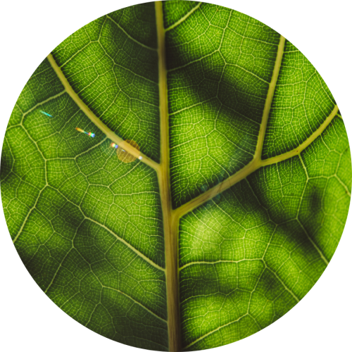 Close-up of a green leaf with detailed veins and a tiny multicolored speck on its surface.