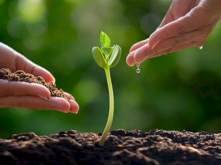A hand waters a small sprout from the soil, helping new growth begin.