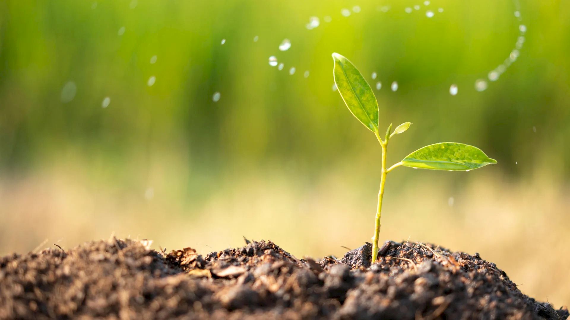Bloom sprouting from the soil