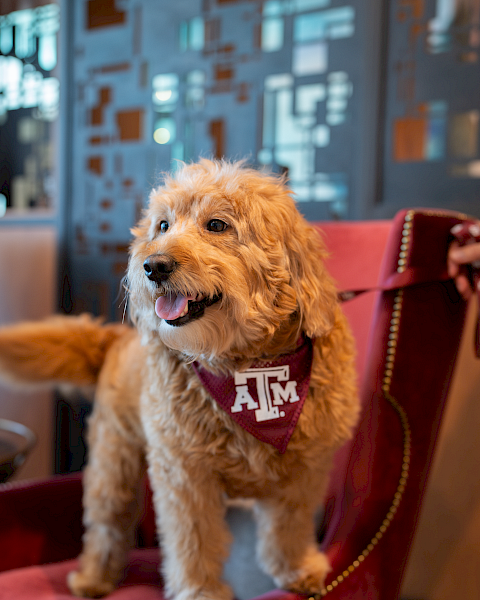 A fluffy goldendoodle wearing an Texas A&M bandana sits happily on a red chair in a modern, blue-lit lounge.