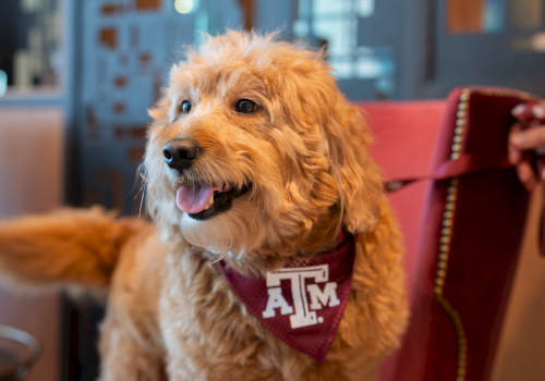 A fluffy goldendoodle wearing an Texas A&M bandana sits happily on a red chair in a modern, blue-lit lounge.