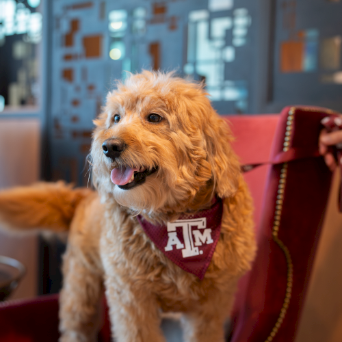A fluffy dog with a Texas A&M bandana sits on a red chair in a modern, softly lit indoor space, looking cheerful with a wagging tail.