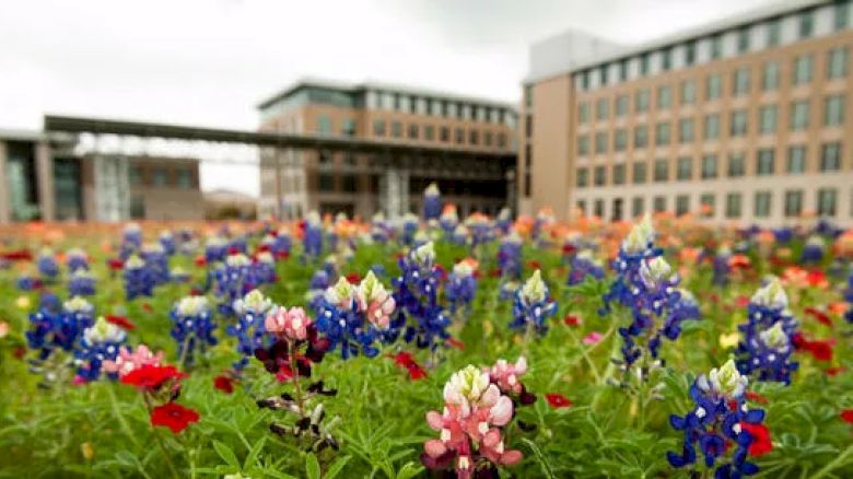 Bluebonnets in The Gardens on campus