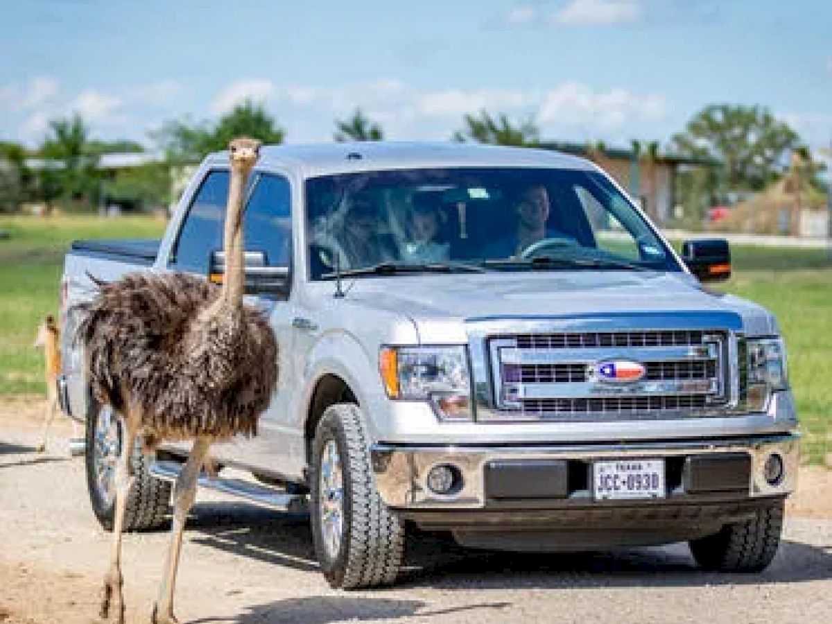 The image shows an ostrich standing next to a silver pickup truck on a road with a green, grassy landscape in the background.