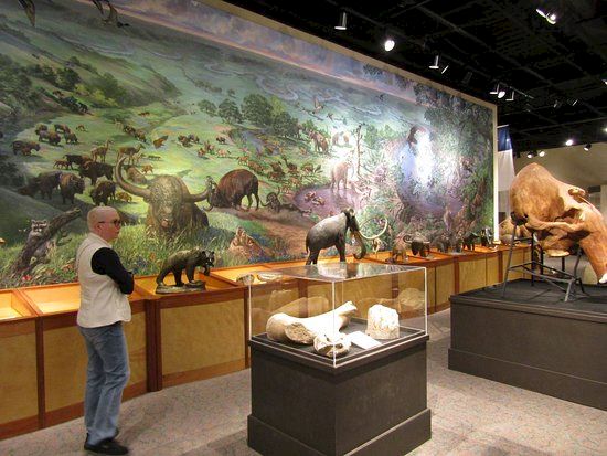 A museum exhibit filled with dinosaur skeletons and replica animals, shown in glass cases under bright overhead lights.