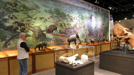 A museum exhibit filled with dinosaur skeletons and replica animals, shown in glass cases under bright overhead lights.