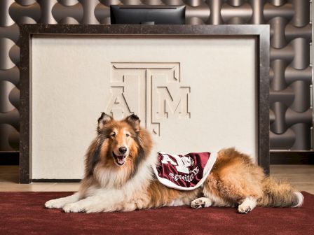 A fluffy dog with a Texas A&M blanket lies on a red carpet, in front of a desk with the A&M logo, against a stylish wall.